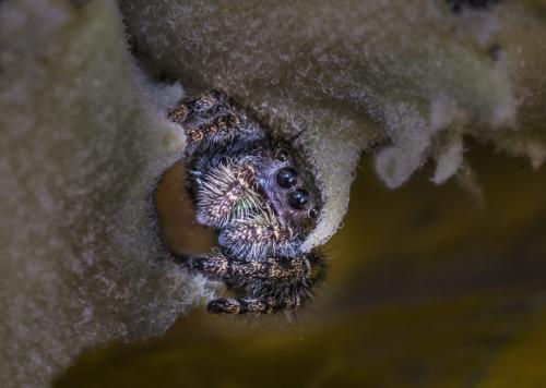 Zebra Jumping Spider  22.5  Nature  Gold  Doug  Doede