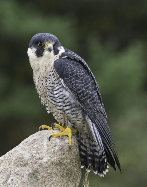 S-P-120-cooper's hawk  23.5  Pictorial  Silver  Claudia  Grabner