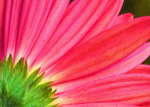 Diagonal Pink  23  Pictorial  Gold  Leonie  Holmes