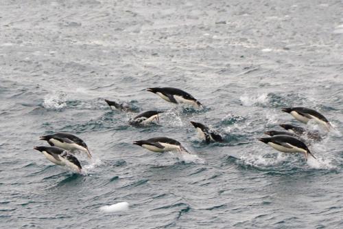 Adelie Penguins porpoising  20  Nature  Silver  John  Lamont