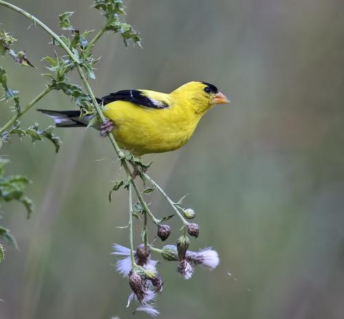 American Goldfinch  24  Nature  Master  Gary  Love