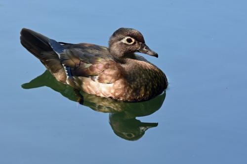 Wood Duck  21  Nature  Gold  Derrick  May