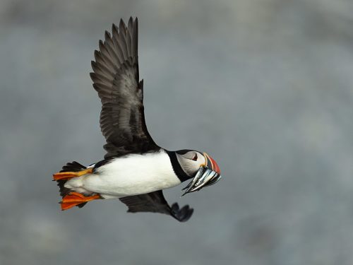 Atlantic Puffin in Flight 1 25 TC SPP Leigh Wright Nature Silver