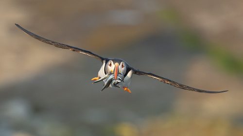 Atlantic Puffin in Flight 2 25 TC SPP Leigh Wright Nature Silver