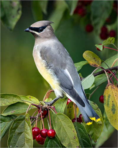 Cedar Waxwing Top N 26.5 TC SPP Jon Dun Nature Silver