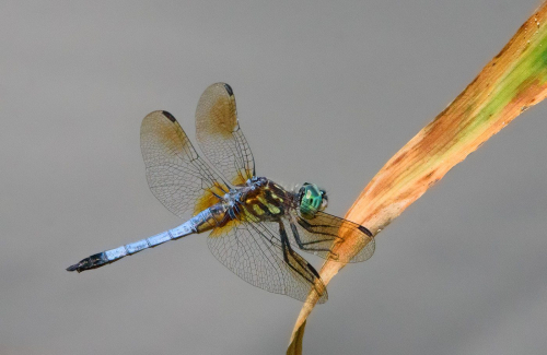 Easter Pondskimmer taking a break 26 TC GPP John King Nature Gold