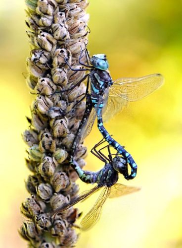 Canada Darner Dragonflies Mating 24 TC BPP Emanuele Nasello Nature Bronze