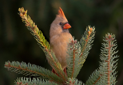 Female Cardinal 23 TC BPP Kathleen Wheeldon Nature Bronze