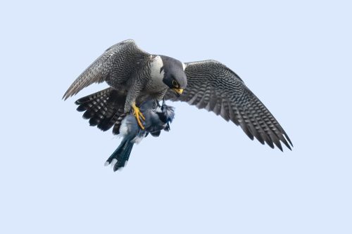 Peregrine with Blue jay 27 TC DP Greg Alderson Nature Master