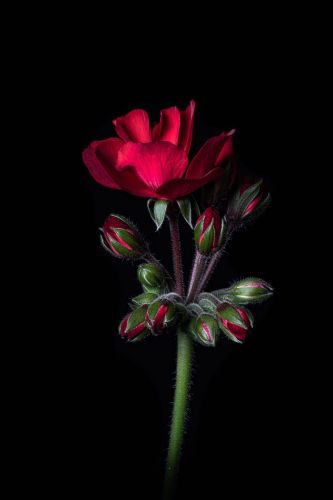 Geranium 25.5 TC DP Bertin Francoeur Pictorial Master