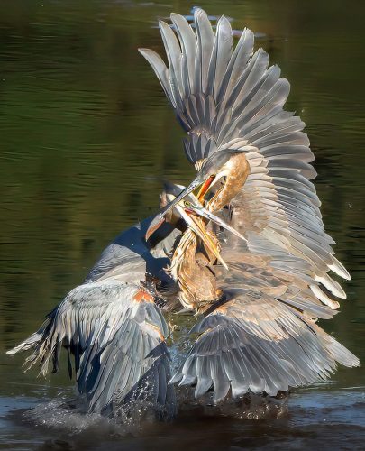Great Blue Herons Fighting 27 TC SPP Lan Gao Nature Silver