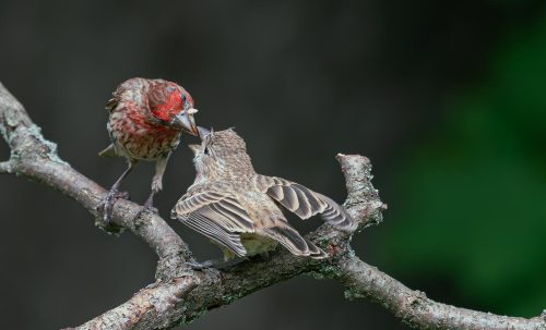 Male House Finch Feeding Female 25 TC GPP Herb McClelland Nature Gold