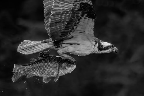 Osprey in Flight with Carp Top N 28 TC DP Geoff Dunn Nature Master