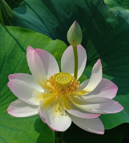 Pink Sacred Lotus Flower and Bud 25 TC BPP Tracey Kenning Pictorial Bronze