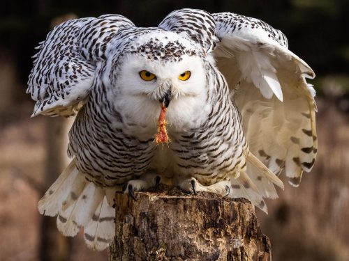 Snowy Owl Top P 25.5 TC SPP Jim Orcheson Pictorial Silver