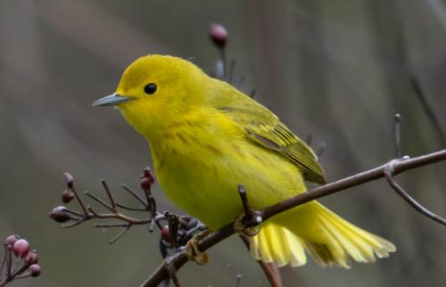 Yellow Warbler 5.5 7.5 7 20 Herb McClelland  Nature Silver