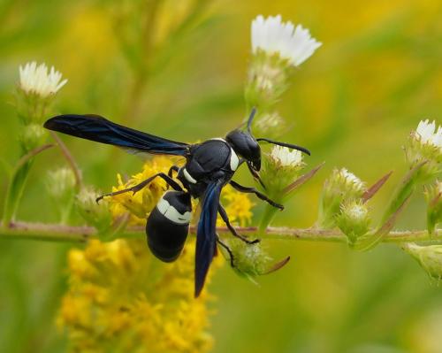 Four-Toothed Mason Wasp 7.5 7.5 7.5 22.5 Colleen Bird  Nature Gold