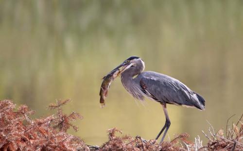Great Blue Heron With Fish 8 8.5 8 24.5 GPP Pat Wintemute  Nature Gold