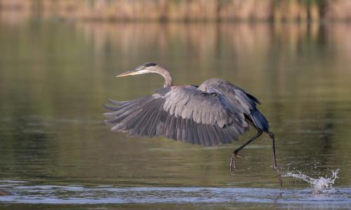 Great Blue Heron 9.5 8.5 8 26 TC GPP Pat Wintemute  Nature Gold