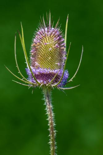 Teasel 8 8 7.5 23.5 HM SPP Geoffrey Skirrow  Nature Silver