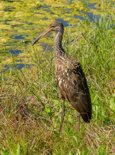 Limpkin 8 8 7.5 23.5 Don Poulton  Nature Master