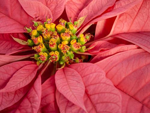 Pink Poinsettia Detail 7.5 8 6.5 22 Terry Ross-Poulton  Pictorial Gold