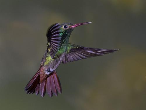 Rufous tailed hummingbird 24.5 Nature Master DP David Seldon