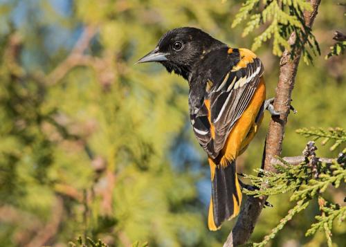 Male Baltimore Oriole 22 Nature Gold Art Ward