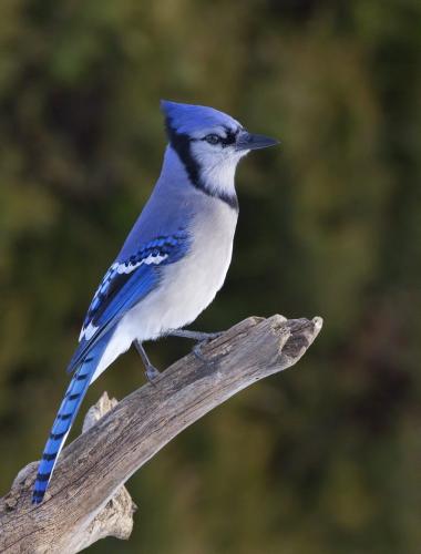 Blue Jay 24.5 Nature Gold HM GPP Pat Wintemute