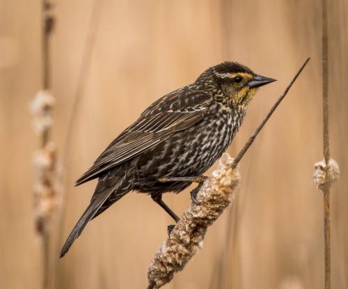 Female red-winged blackbird 25.5 Nature Gold TC GPP David Evans
