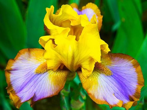 BEARDED IRIS 20 Pictorial Bronze Judy Moniz