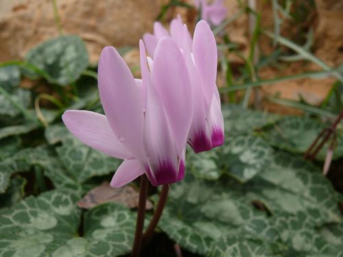 Cyclamen Persicum-Israel 18.5 Uri Wittenberg Nature Bronze