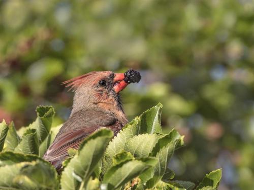Cardinal having Breakfast 23.5 Pictorial Silver HM SPP Peter Chow