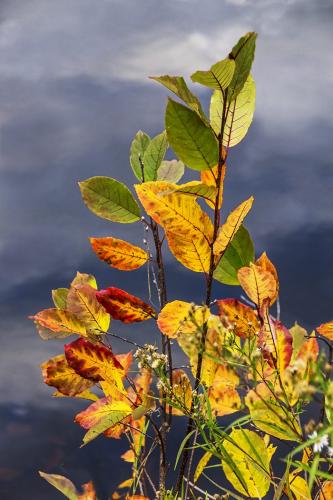 Fall Colours 20.5 Pictorial Silver Peter Chow