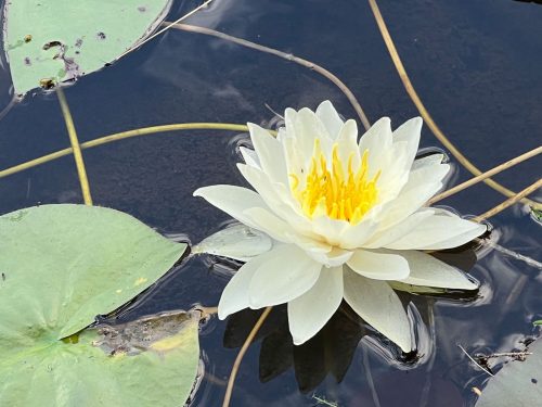 White Water Lily-Quebec 19 Uri Wittenberg Nature Bronze