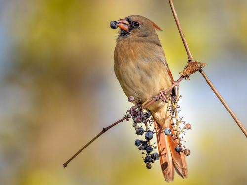 Northern Cardinal 25 Nature Silver TC SPP Brian Floyd