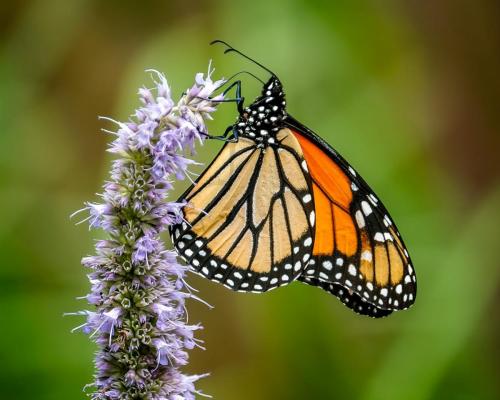 Monarch Butterfly 24.5 Nature Gold HM GPP Kathryn Martin