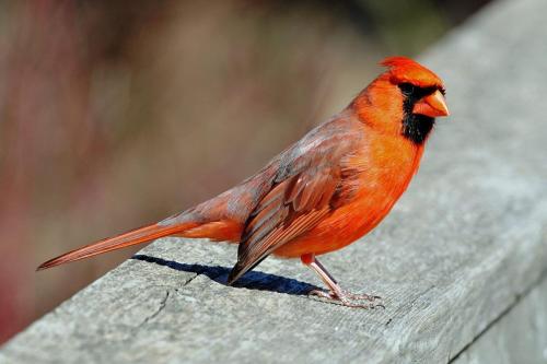 Cardinal 21 Pictorial Gold Derrick May