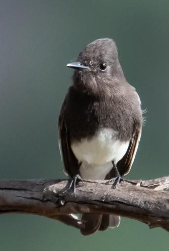 BLACK PHOEBE, Adult 19.5 Nature Silver Herb McClelland