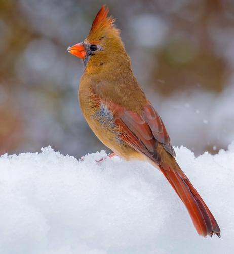 Female Northern Cardinal 23.5 Nature Gold GPP Bela Acs