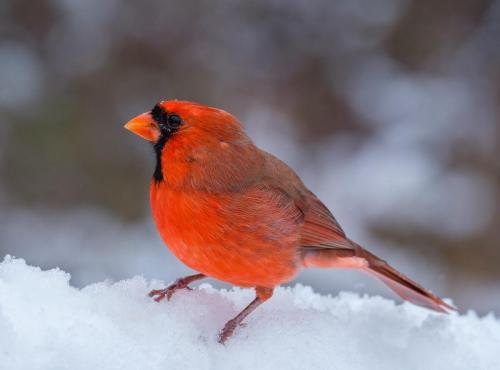 Male Northern Cardinal 22.5 Nature Gold Bela Acs