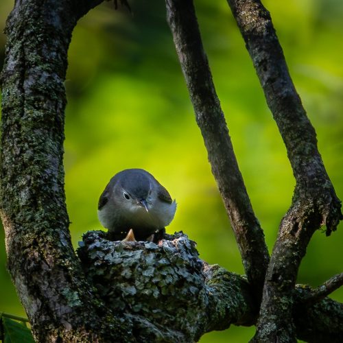 Blue-Gray Gnatcatcher 22 Jim Thomson Nature Master
