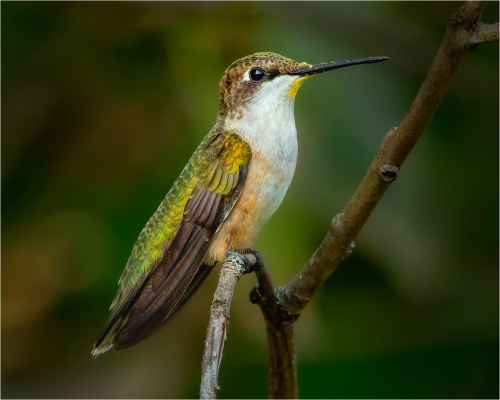 Ruby Throated Hummingbird Female 25 TC SPP Jon Dun Nature Silver