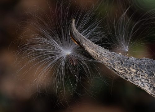 Milkweed shedding seeds 20.5 Jan Huizinga Nature Bronze