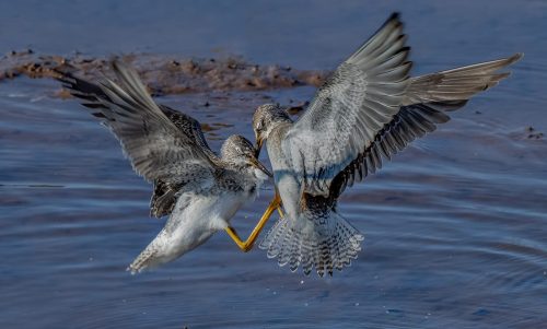 Yellowleg territory dispute  25 TC DP Greg Alderson Nature Master