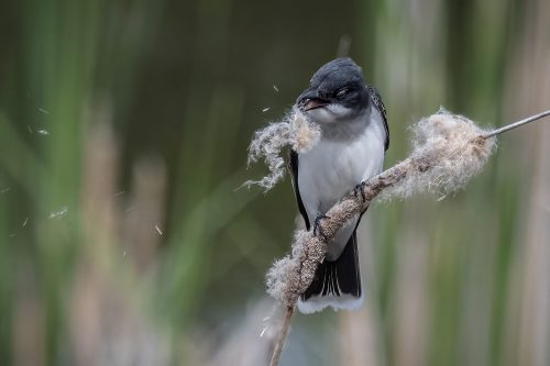 Kingbird coughs up nesting material 22 Greg Alderson Nature Master