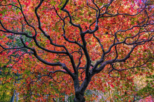 Japanese Maple 25 TC SPP Barbara Bialon Pictorial Silver