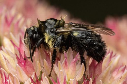 A soaking wet bumblebee 20 Geoffrey Skirrow Nature Master