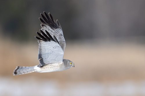 Male Northern Harrier 24 HM SPP Leigh Wright Nature Silver