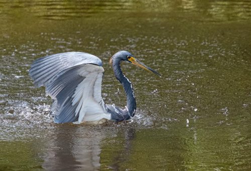 Tricoloured Heron Fishing 23.5 GPP Herb McClelland Nature Gold
